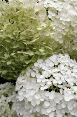 散歩で出会った草花