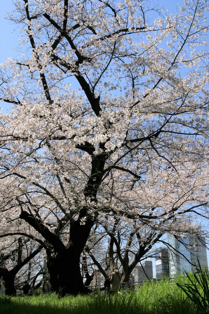 外堀の春