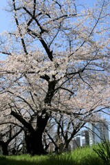 外堀の春