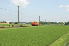 コトコトとやって来た！