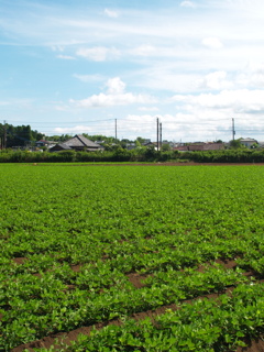 落花生畑