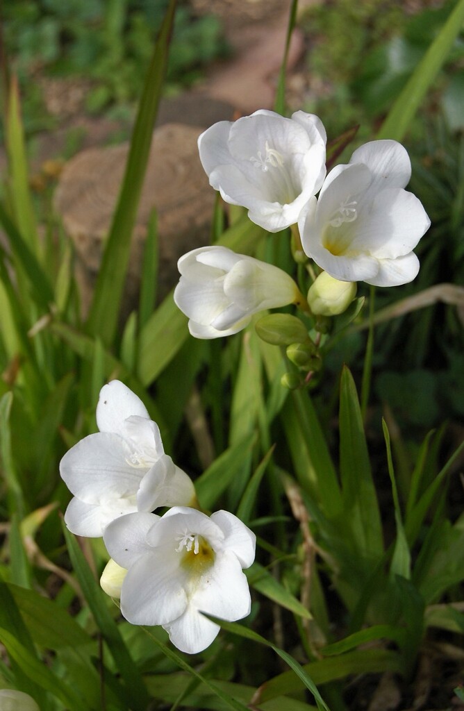 庭の花　フリージア