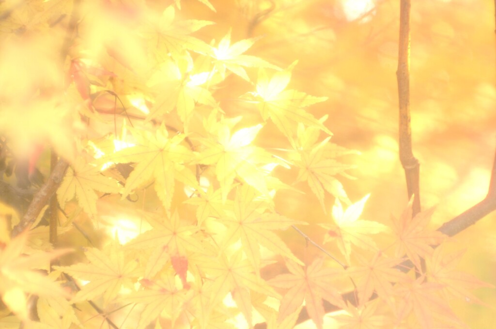 オールドレンズで見つけた秋