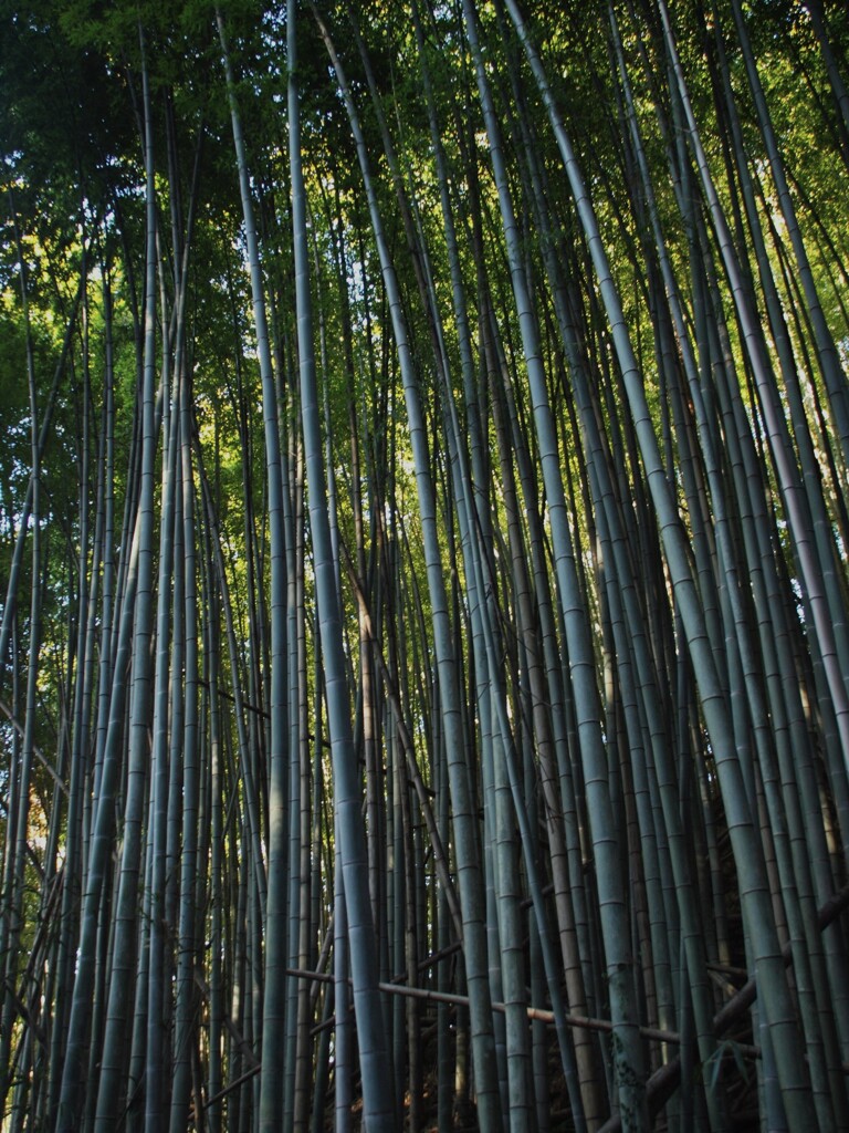 そびえる竹林