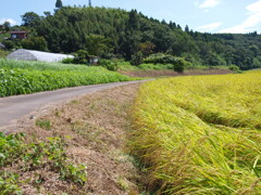 里山小路