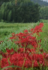 里山に咲く