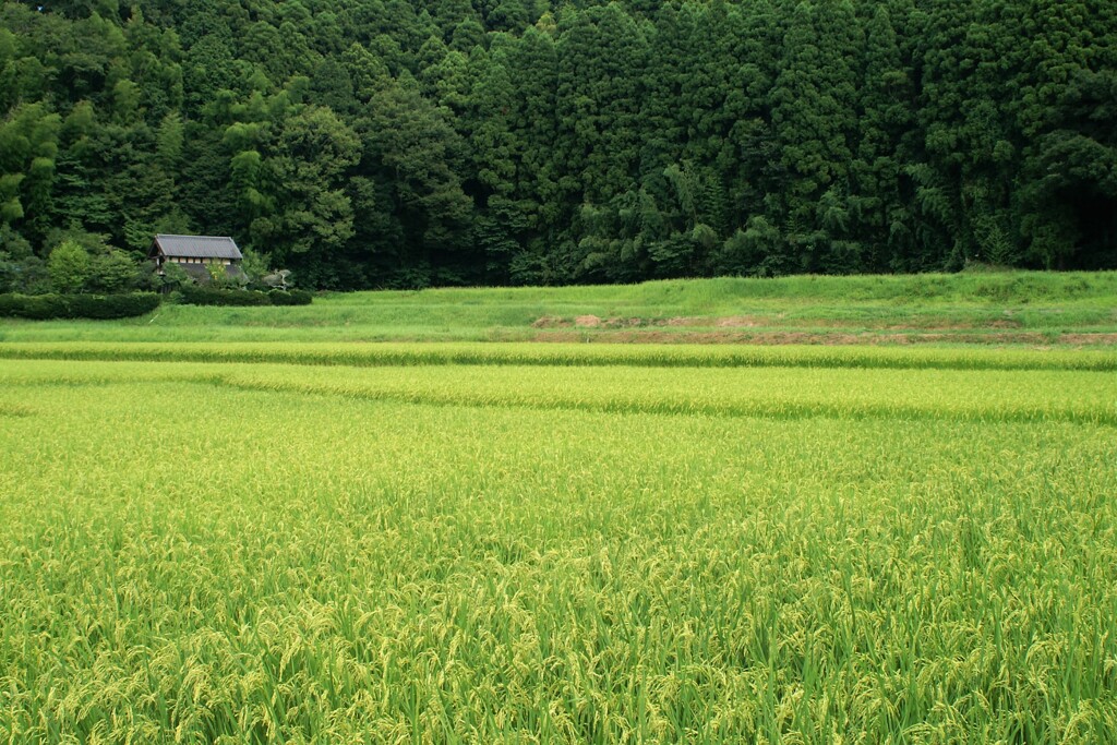 里山散歩