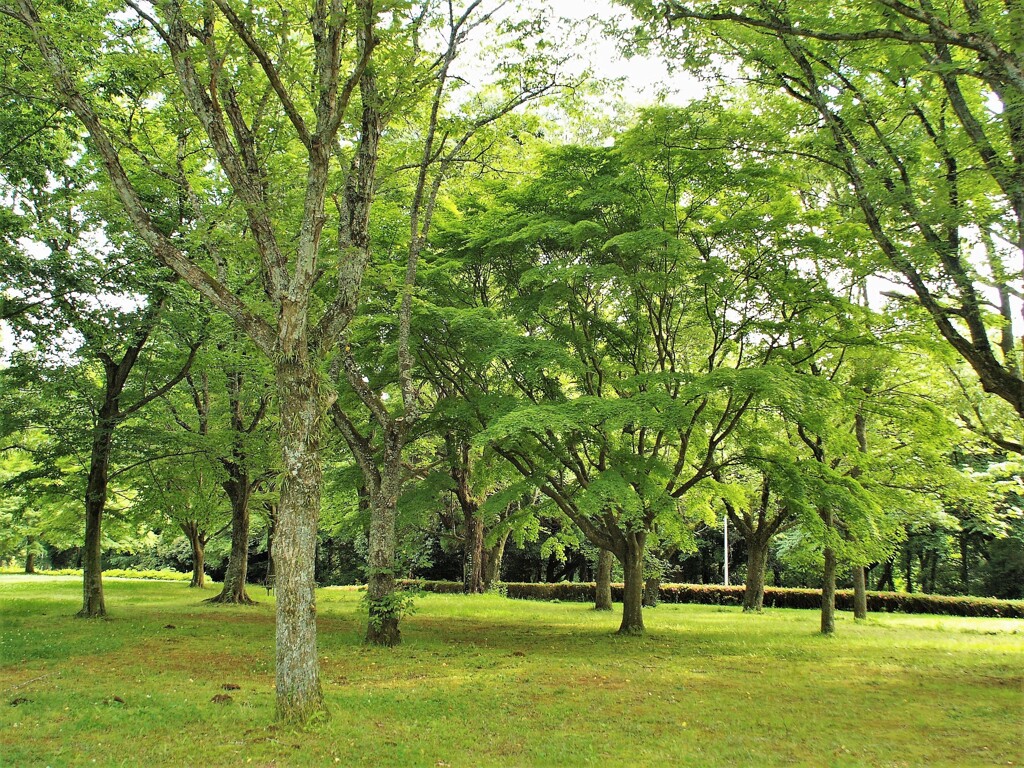 緑の中で深呼吸