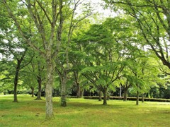 緑の中で深呼吸