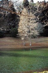 散歩道(フィルム)