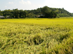 里山