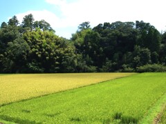 八月の里山