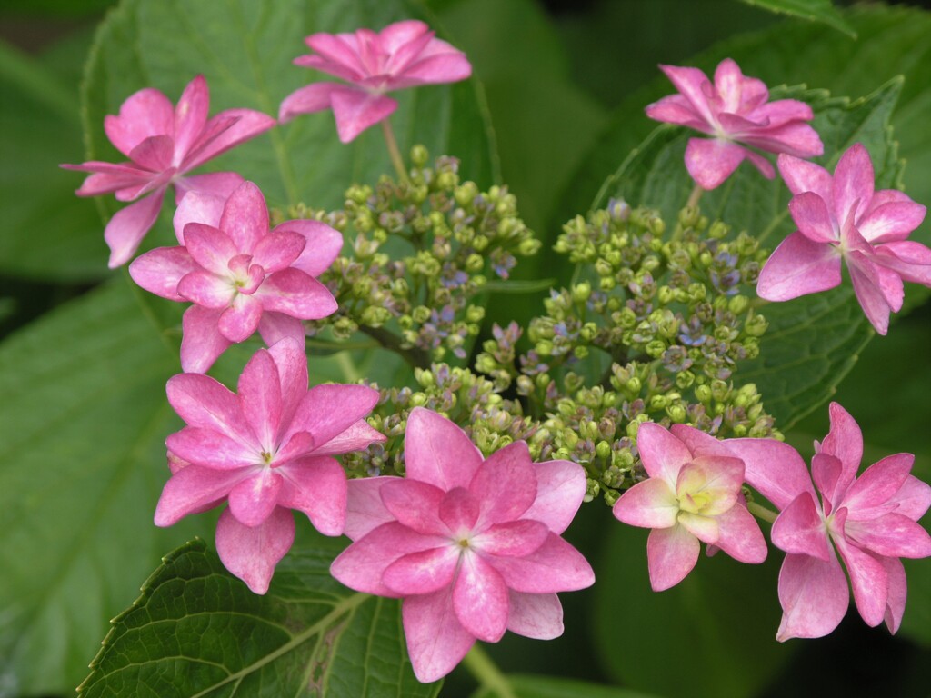 紫陽花を楽しもう