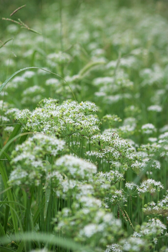 ニラの花の森