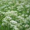 ニラの花の森