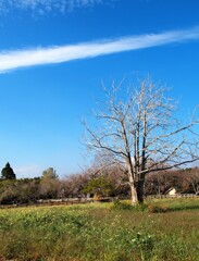 或る日の牧場