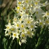 春を彩る花たち