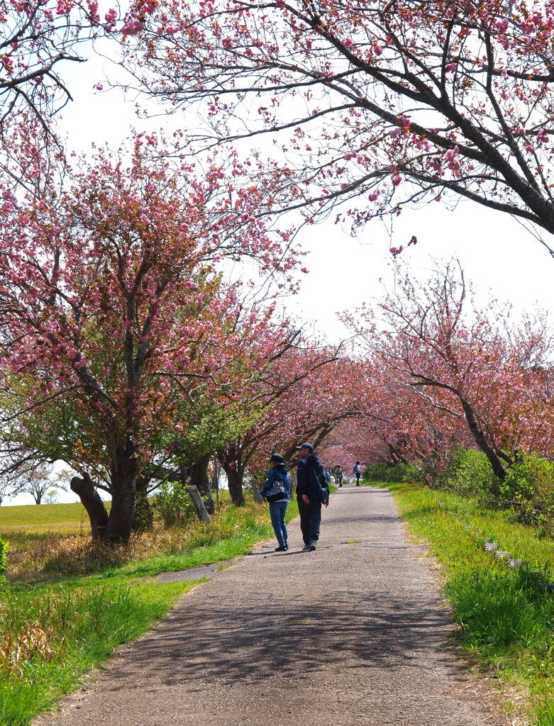 牧場の春