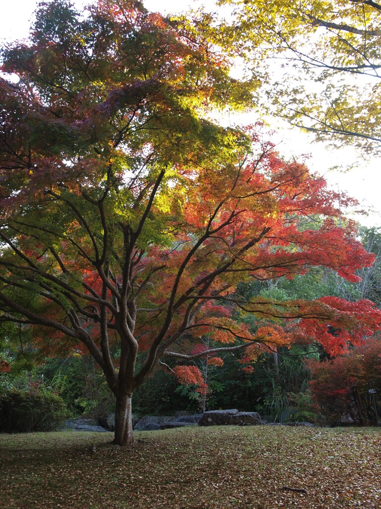 秋深まる