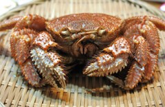 毛ガニさま