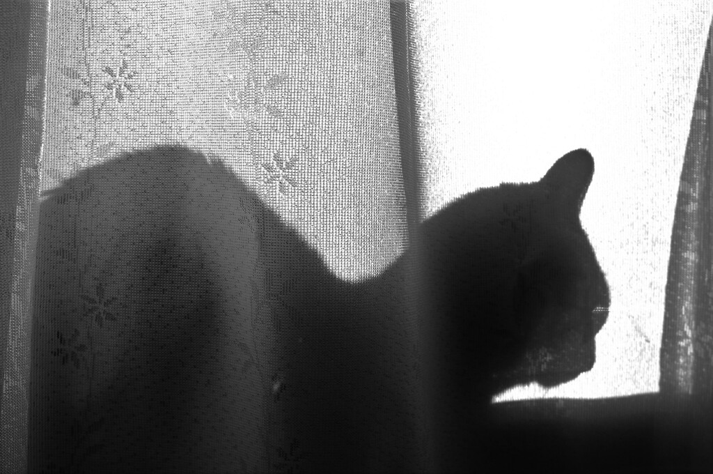 猫又、よやよや