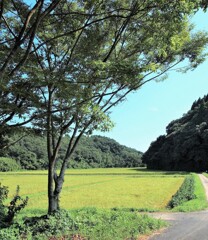 里山集落・色づき始めて