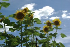 夏の花景色