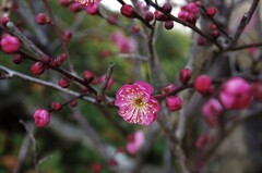咲いたねぇ…