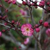 咲いたねぇ…