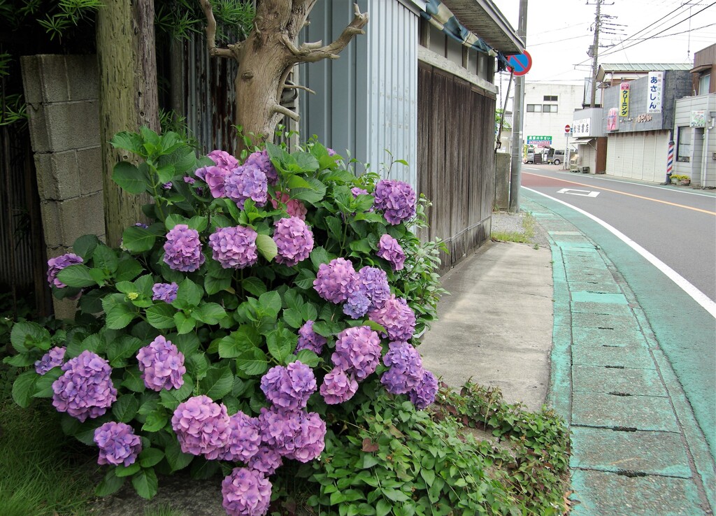 アジサイ咲く通り