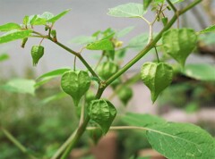 散歩で出会った草花