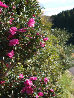 山茶花咲く径