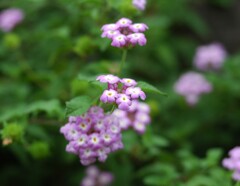 散歩で出会った草花