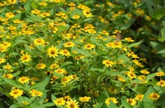 散歩で出会った草花