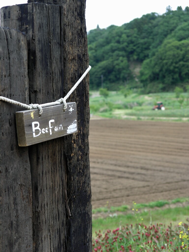 Bee Farm ☼