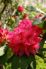 石楠花でしたっけ…