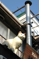 見張り猫