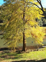 秋の公園・散歩道