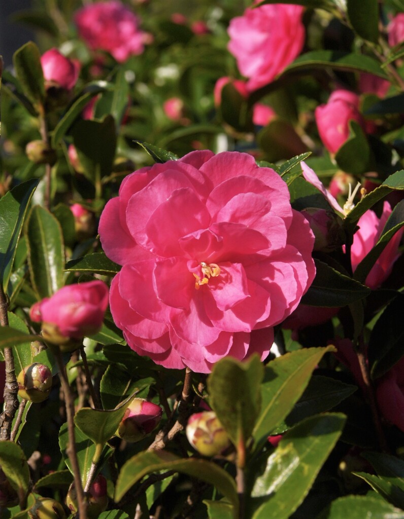 山茶花日和