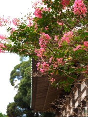 夏の花景色