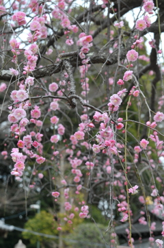 法華経寺の春