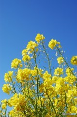 春の香り