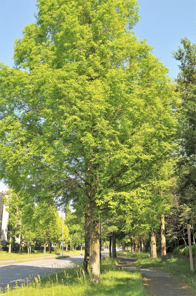 緑道