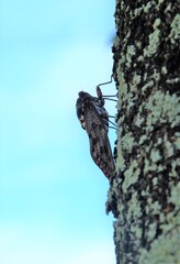 暑さに負けない