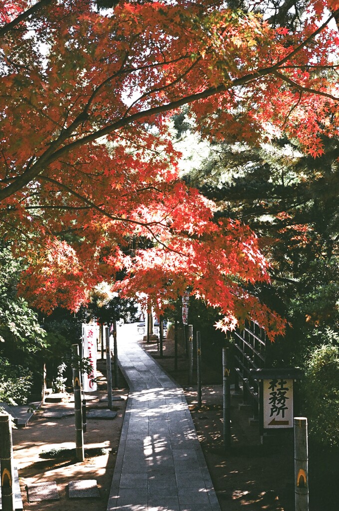 参道の彩り(フィルム)