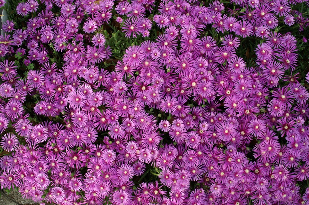 散歩で出会った花