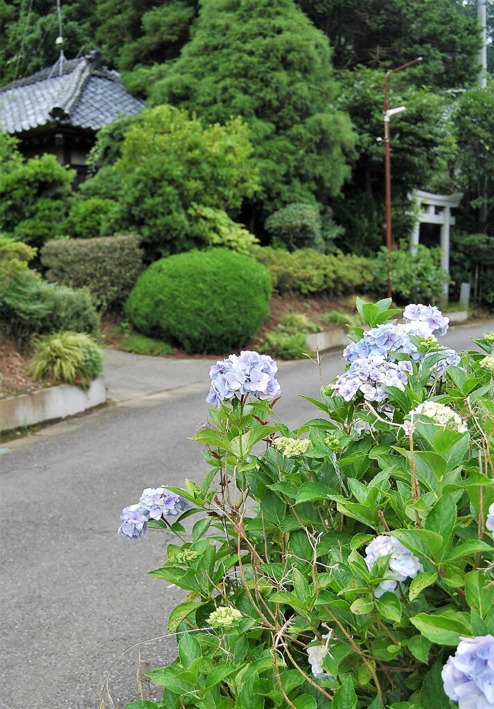 里山集落・鳥居のある道