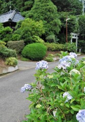 里山集落・鳥居のある道