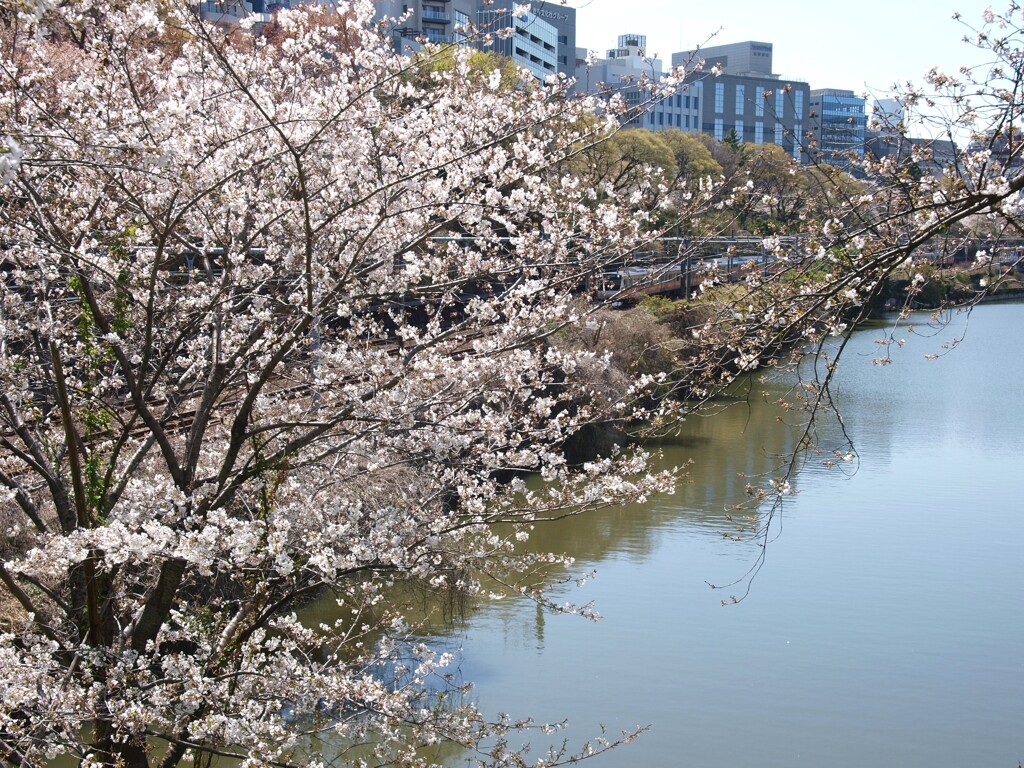 外濠(牛込濠)春景色