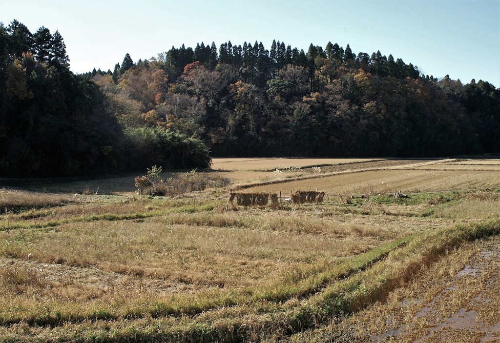 初冬の里山